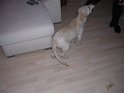 Iarna 2009 026